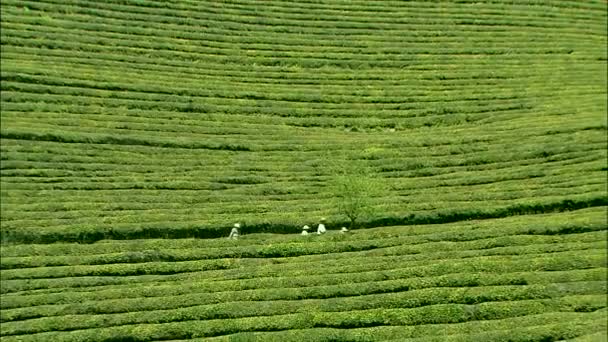 Сборщики Урожая Зеленом Поле Южной Корее Деревьями Голубым Небом Заднем — стоковое видео
