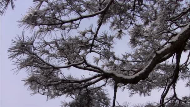 Ramos Árvores Cobertas Neve Contra Céu Incheon Coreia — Vídeo de Stock