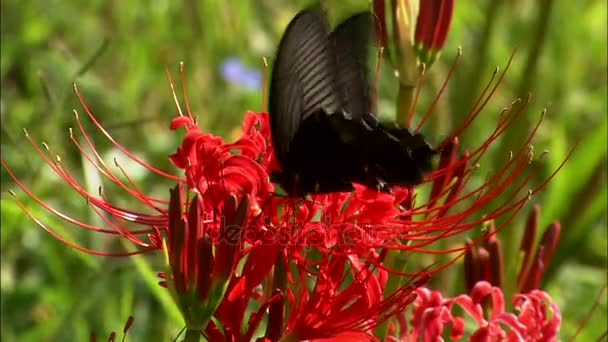 Bela borboleta sentado na flor vermelha — Vídeo de Stock