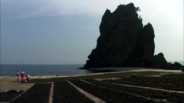 山脊的海海岸附近的植物 — 图库视频影像