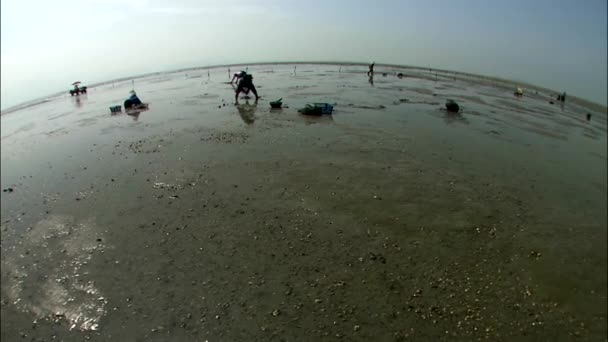 Menschen ziehen Muscheln aus dem Sand an der Küste — Stockvideo