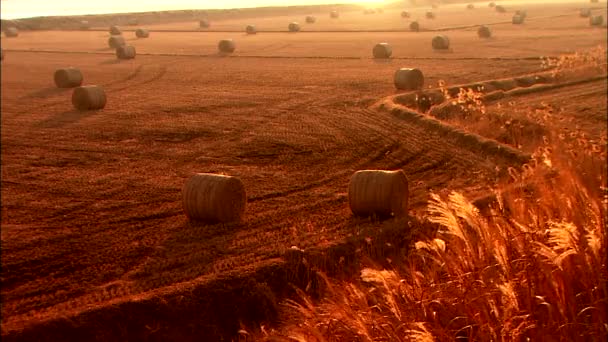 Sunset Wheat Land Haystacks Gunsan Jeollabuk Korea — Stock Video