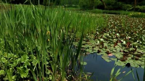 Étang avec des feuilles de lotus en Corée Arboretum — Video