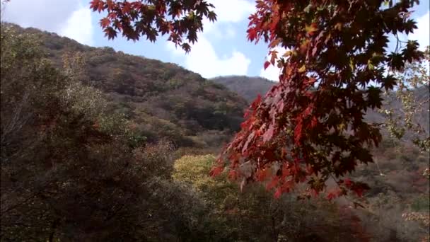 Paisaje Otoñal Gurye Provincia Jeollanam Corea — Vídeo de stock