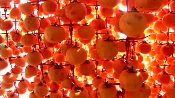 浅背景下挂熟柿子的收集 — 图库视频影像