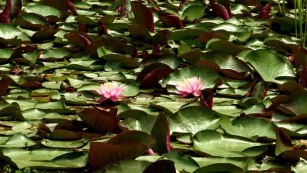 Vijver met lotus bladeren in Korea Arboretum — Stockvideo