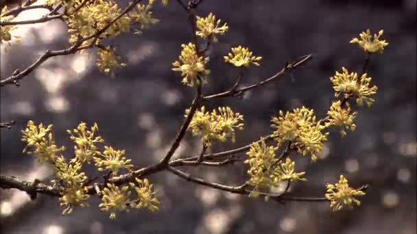 韩国罗南 Gurye 寺山茱萸樱桃的近观 — 图库视频影像