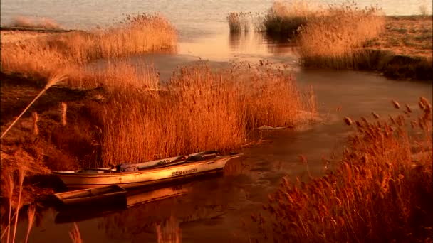 金色的日落在海湾与芦苇 群山市 Jeollabuk — 图库视频影像