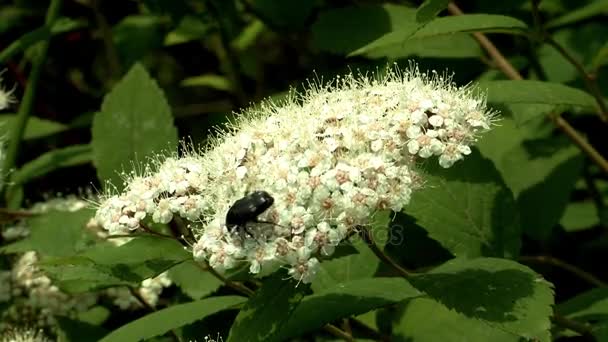 Fekete bogár a fehér virág — Stock videók