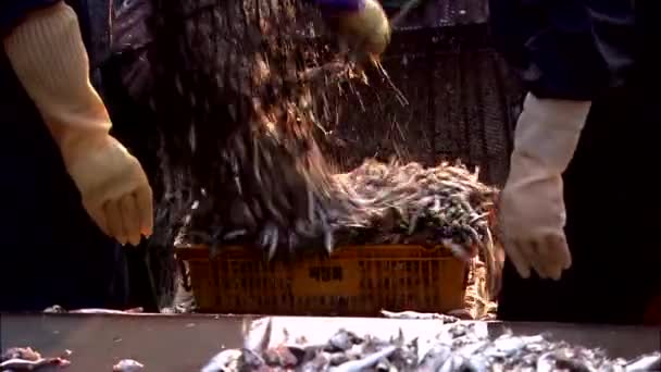 Pescadores Apilando Pescado Fresco Cajas Plástico — Vídeos de Stock