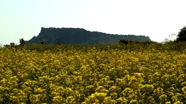 Flowers field and hill of Jeju-island — Stock Video