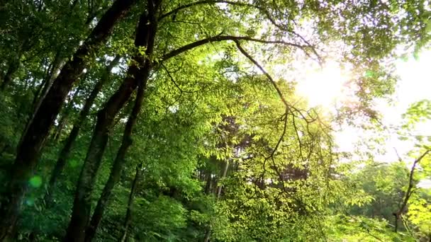 Paisagem da Coreia Arboreto Nacional — Vídeo de Stock