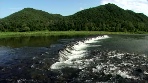 Río bosque con cascada pequeña — Vídeo de stock