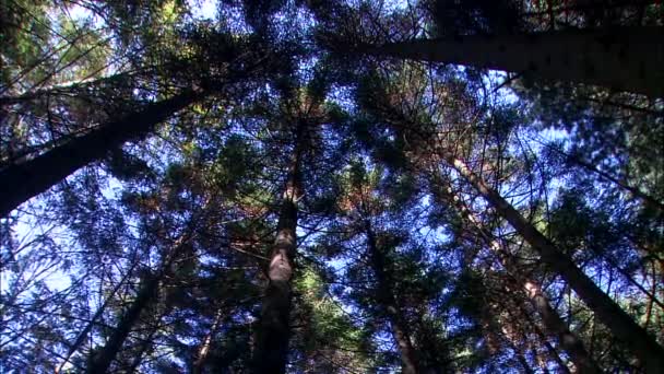 Hermoso bosque de la isla de Jeju — Vídeos de Stock