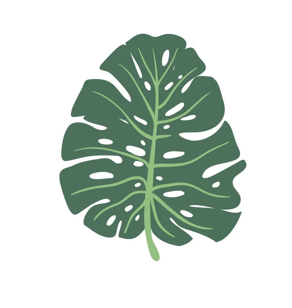 Monstera yaprak yeşil — Stok Vektör