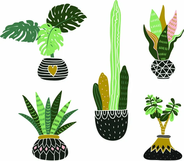 Plantas de casa tropicais desenhadas à mão . —  Vetores de Stock
