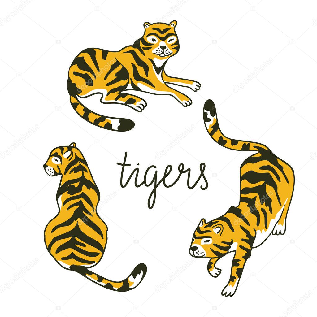 tigers in the diffrent poses