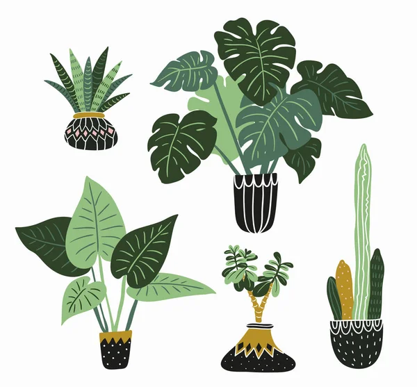 Tropical house plants — Stock Vector