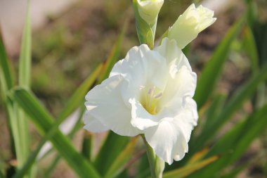 Beyaz gladiolus harikadır