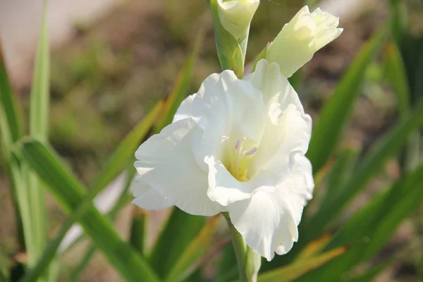 White Gladiolus Wonderful — Stock Photo, Image