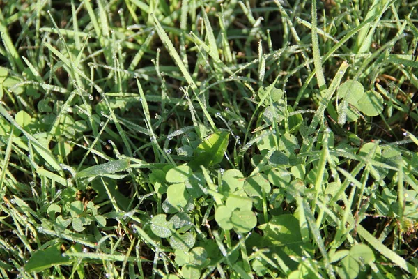 Grass Dew Wonderful Photo Dew — Stock Photo, Image