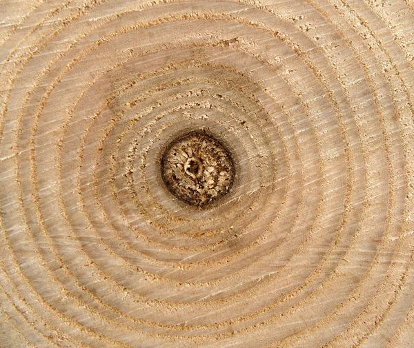 나무 그루터기의 구조 — 스톡 사진