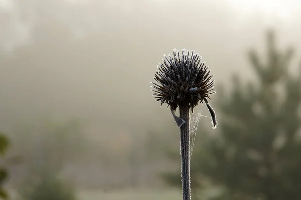 Echinacea com hoarfrost — Fotografia de Stock