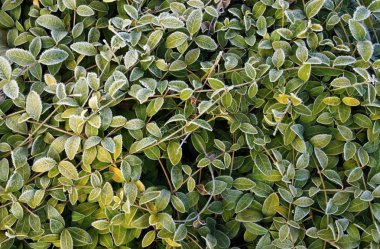 Hoarfrost ile Cezayir menekşesi