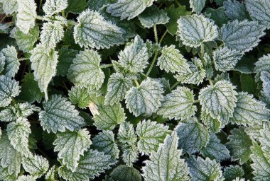 Hoarfrost ile ısırgan