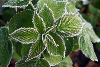Ahududu ile hoarfrost
