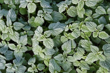 Hoarfrost ile ısırgan