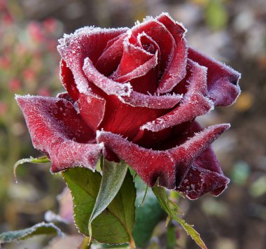 Hoarfrost ile yükseldi