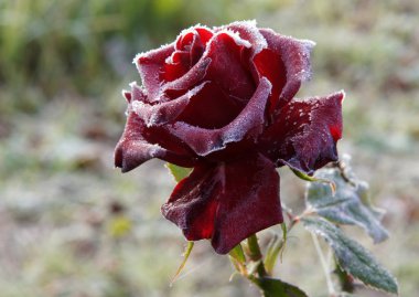 Hoarfrost ile yükseldi