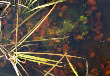 Donmuş bir gölün alt yapraklarda