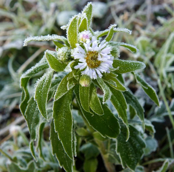 Fleur et feuilles avec givre — Photo