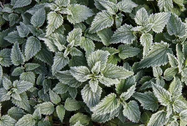 Nettle with hoarfrost — Stock Photo, Image