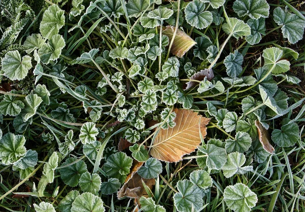 Pusilla χαμηλή μολόχα με παγετός — Φωτογραφία Αρχείου