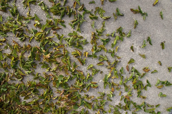 Folhas de outono no pavimento — Fotografia de Stock