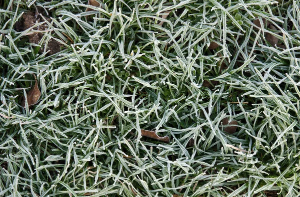 Erba verde con hoarfrost — Foto Stock