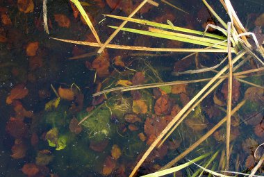 Gölün dibinde renkli yaprakları 