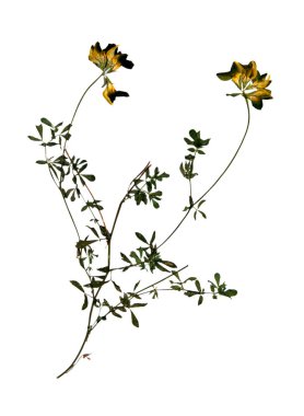 Sarı lucerne çiçek kurutulmuş