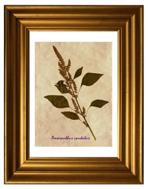 Tilki kuyruğu Amaranth sulak