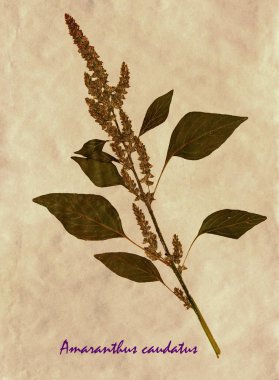 Tilki kuyruğu Amaranth sulak