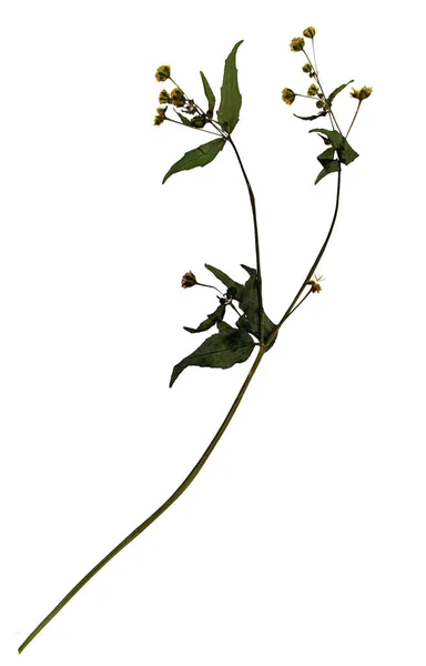 Getrocknete Blume des tapferen Soldaten — Stockfoto