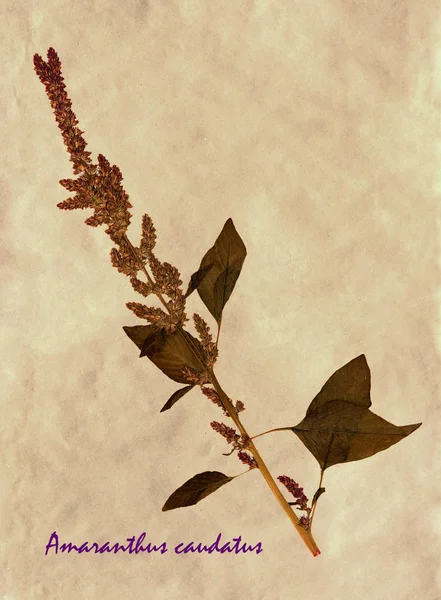 Tilki kuyruğu Amaranth sulak