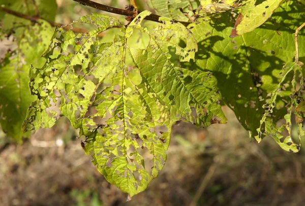 ガマズミ属の木葉カブトムシによって損傷 — ストック写真