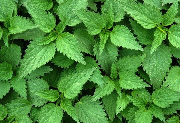 Green stinging nettle in garden — Stockfoto