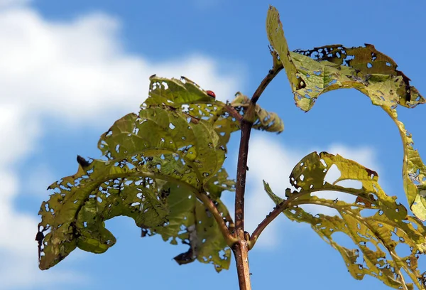 Yaprak böceği tarafından zarar görmüş kartopu — Stok fotoğraf