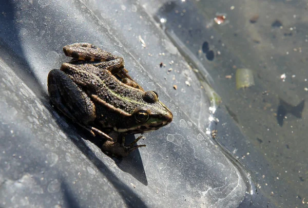 Frog on the shores of an artificial pond — Stock Photo, Image