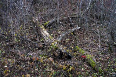 Çalılıkları kesilen ağaçları ile